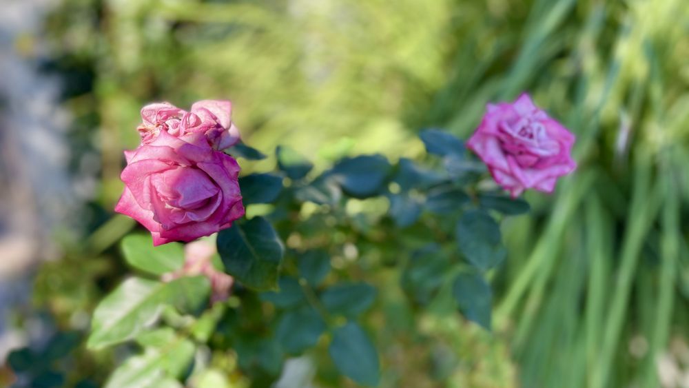 host-your-private-events-at-nature-cafe-restaurant-in-chloraka