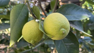 Cozy Eatery Chloraka Nature Cafe Restaurant