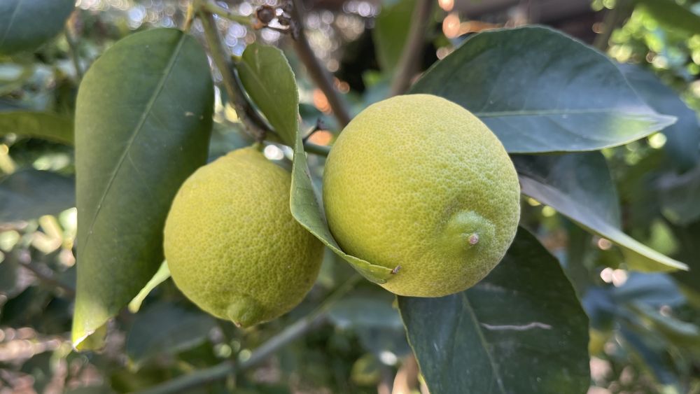 cozy-eatery-chloraka-nature-cafe-restaurant